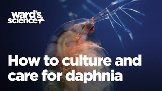 Caring and Culturing for Daphnia [upl. by Atikaj]