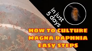 How to Culture Magna Daphnia Easily [upl. by Aitsirhc]