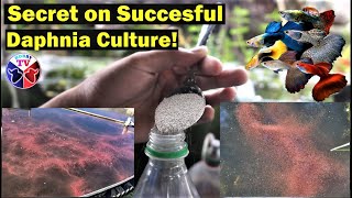 How to Culture Daphnia Successfully [upl. by Inek]