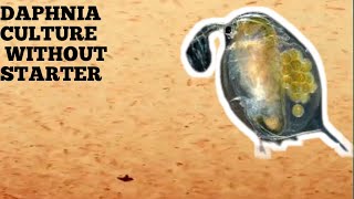 HOW TO CULTURE DAPHNIA NATURALLY WITHOUT A STARTER [upl. by Thomasina]