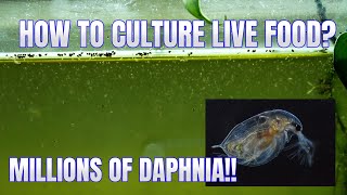 How to Culture Daphnia Secret Method to Breed MILLIONS  Simply Aquatic [upl. by Godliman]