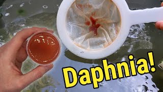 How I Culture Daphnia In Outdoor Tubs [upl. by Yramanna]