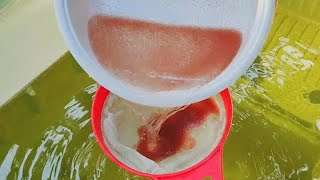 How to culture daphnia  Daphnia culture  How to grow daphnia outdoor [upl. by Hanforrd]