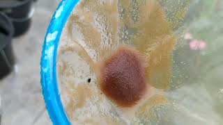 How to culture daphnia moina in a small container Part 1 English Subtitle [upl. by Lyris214]