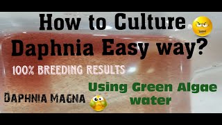 Daphnia MagnaHow to Culture Daphnia Easy wayCulturing Daphnia using Green water Daphnia [upl. by Christis380]