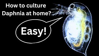 BEST Live Fish Food Beginner guide How to Culture Daphnia at home [upl. by Eimorej509]