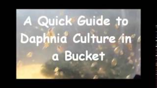 How to culture daphnia outside [upl. by Noivax]