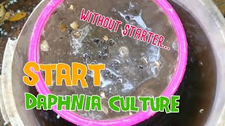 How to culture daphnia moina the easy way 1  Starting the Daphnia culture [upl. by Nylhsa295]