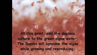 Daphnia  How to grow daphnia in your home [upl. by Raveaux]