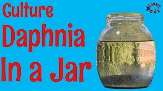 How to Culture Daphnia in a Jar [upl. by Nosac]