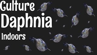 How to Culture Daphnia [upl. by Adnwahs]