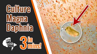 How to culture DAPHNIA MAGNA  The easy way [upl. by Delanos72]