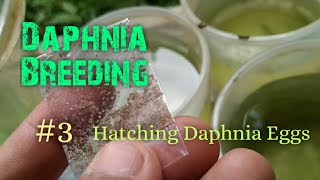 Daphnia Culture made simple and easy 3  Hatching Daphnia eggs [upl. by Esnofla]