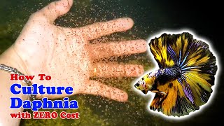 How to Culture Daphnia with ZERO Cost  Unlimited Live Food For Our Fish [upl. by Nnylrats]