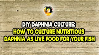 DIY Daphnia Culture How to Culture Nutritious Daphnia as Live Food for Your Fish [upl. by Bergeron]