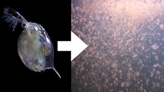 How I Culture Daphnia [upl. by Inait]