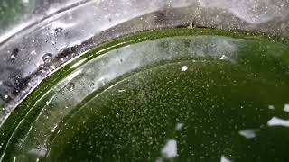 DAPHNIA MOINA CULTURE IN A SMALL BUCKET [upl. by Templas]