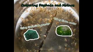 How To Culture Daphnia and Moinas using Green Water Spirulina powder [upl. by Aihsikal432]