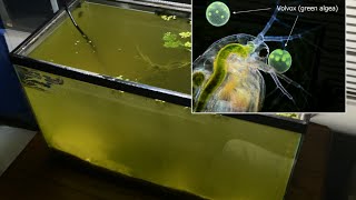 Raising Daphnia for the Freshwater Aquarium [upl. by Frear]