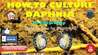 HOW TO CULTURE DAPHNIA In Easy Way [upl. by Horace]